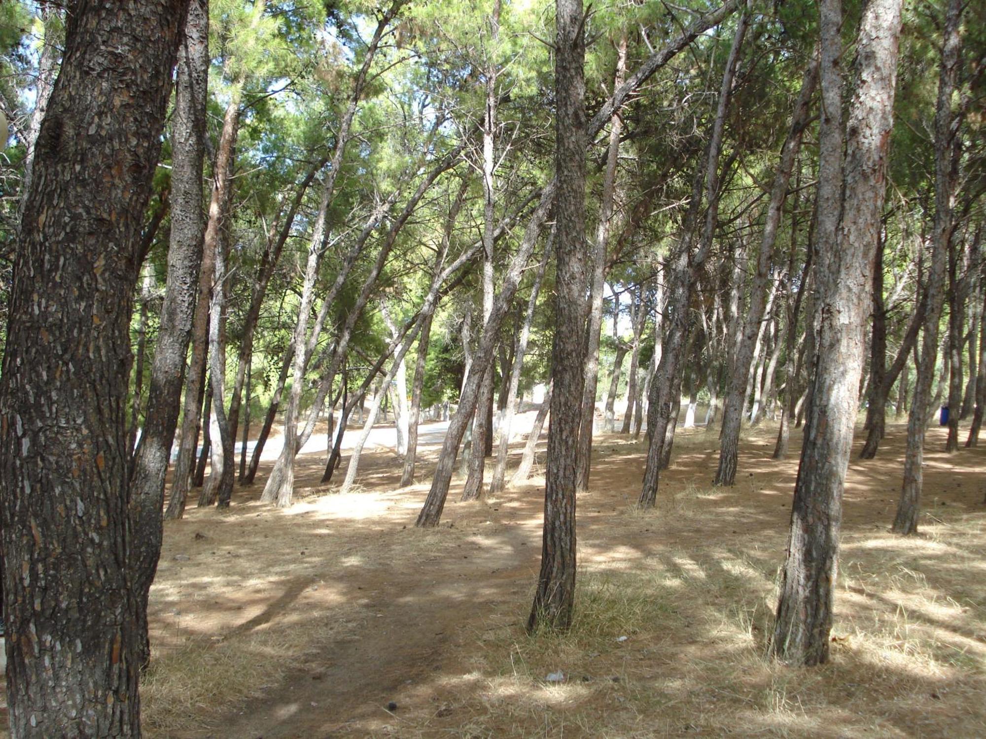 Zinovia Daire Kato Daratso Oda fotoğraf