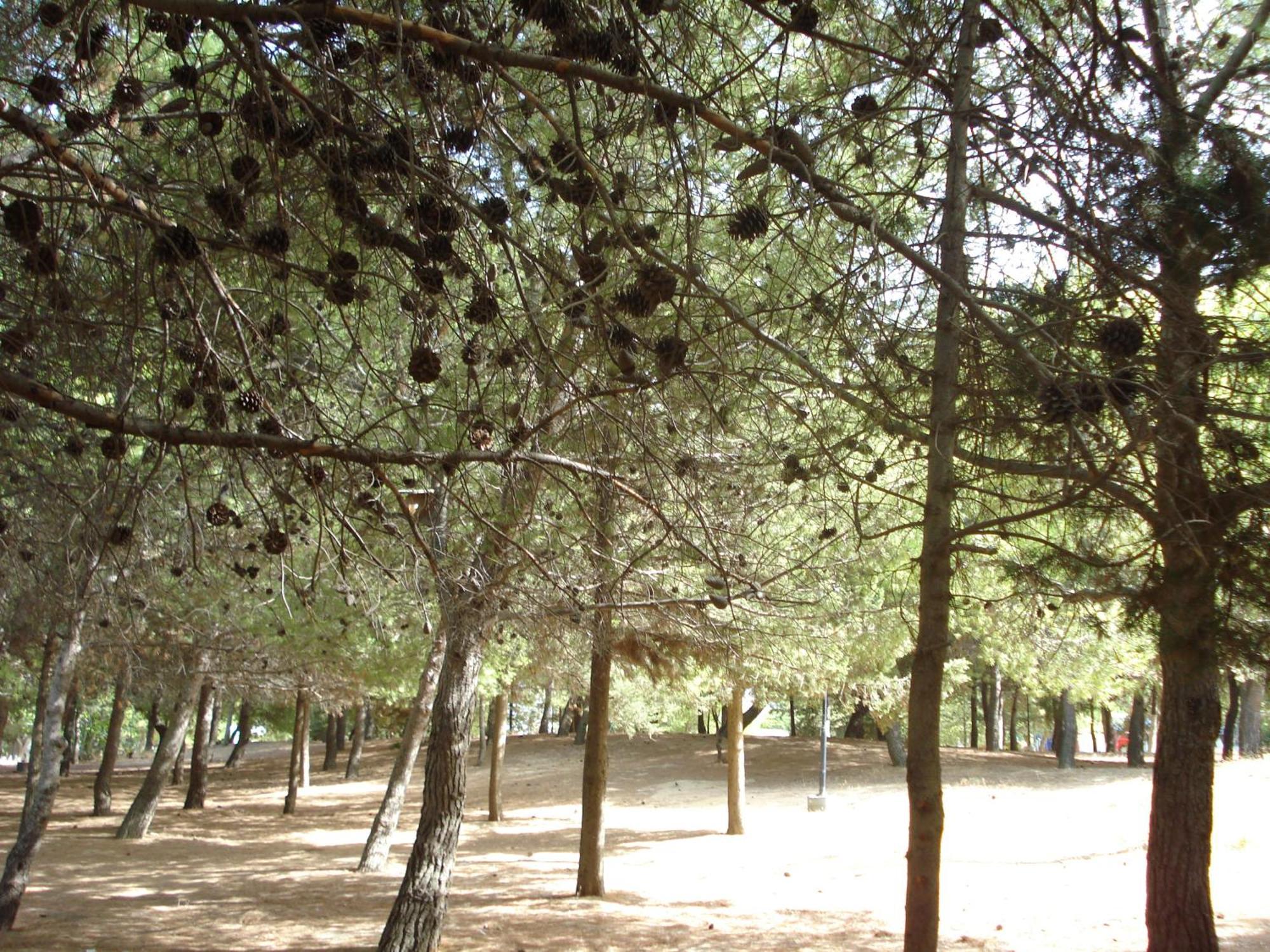 Zinovia Daire Kato Daratso Oda fotoğraf