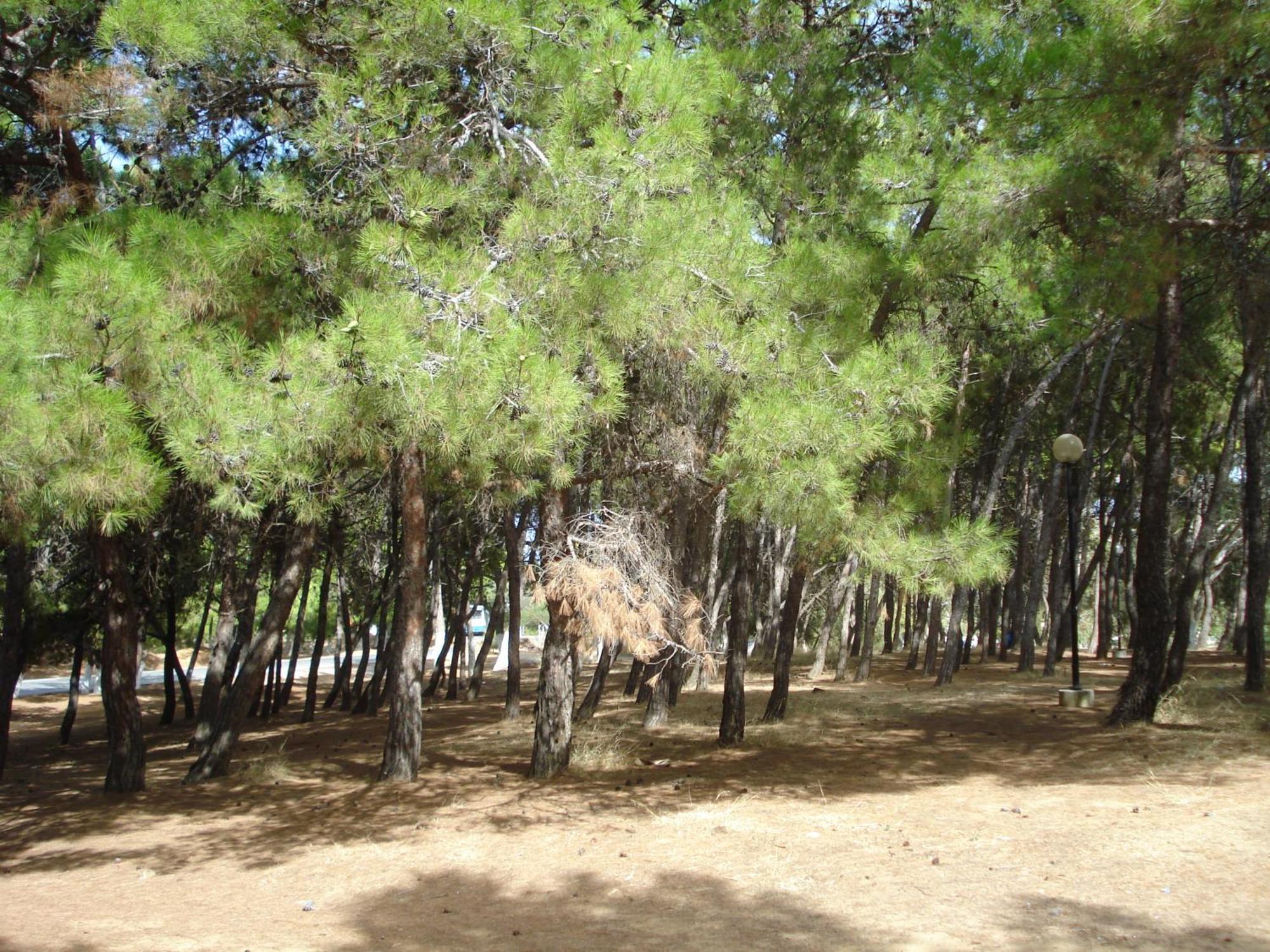 Zinovia Daire Kato Daratso Oda fotoğraf