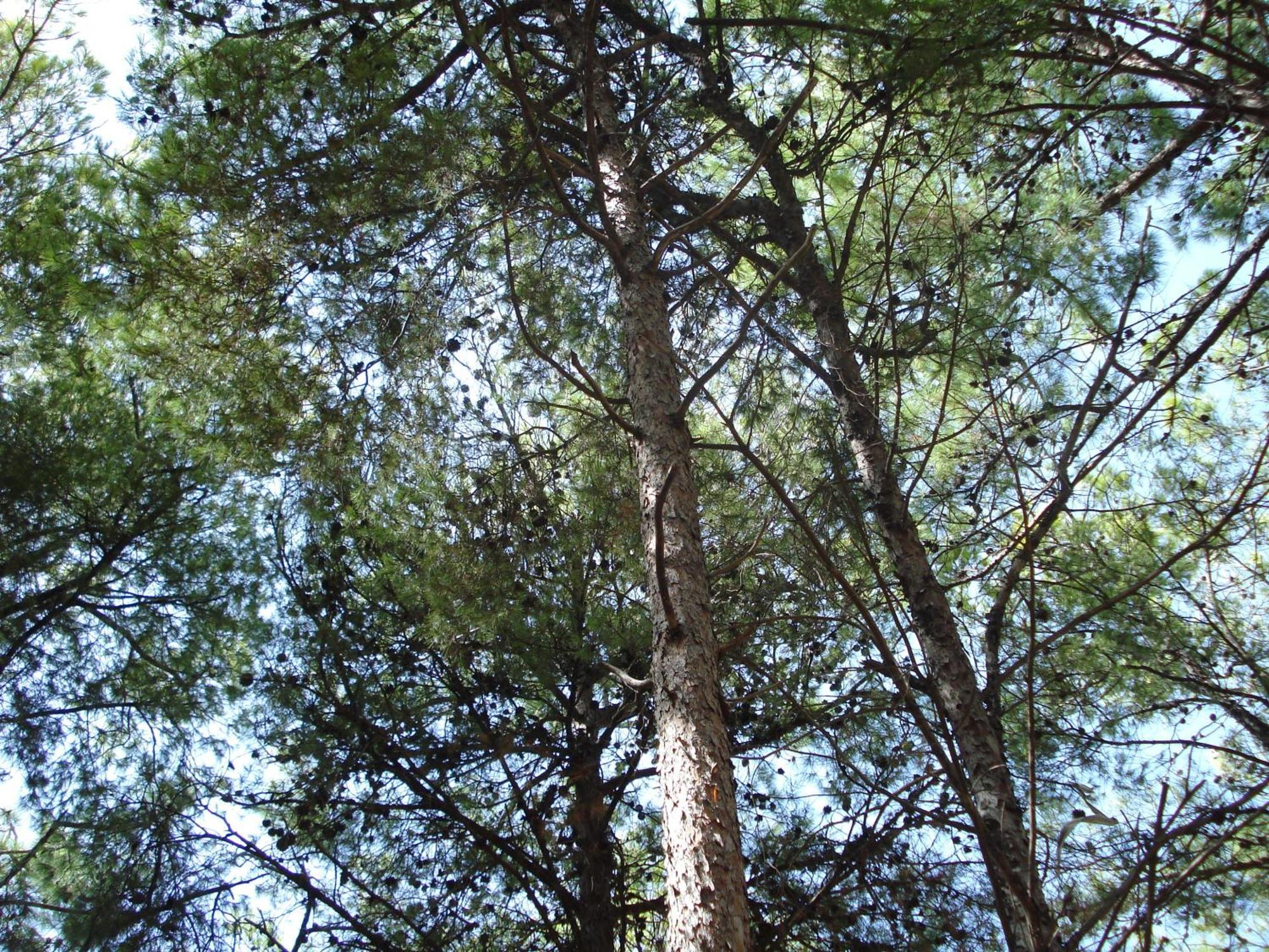 Zinovia Daire Kato Daratso Oda fotoğraf